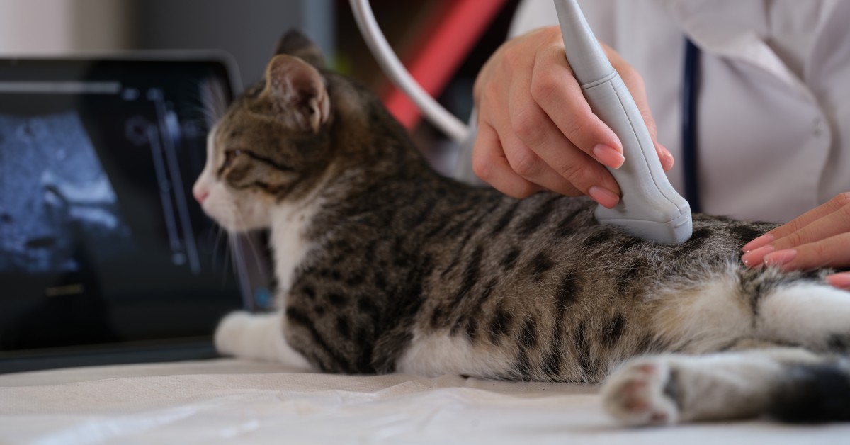 Veterinary Diagnostics: A Guide for Pet Owners